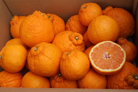 農家直送！しらぬい　2.5kg  【平武農園】〜蛍飛ぶ町から旬の便り〜　和歌山｜有田｜田口｜ギフト