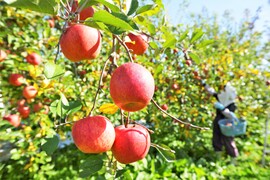 りんご ジョナゴールド 記憶に残るこの味が古くから愛される人気品種　特大14～10個（5kg程度）
