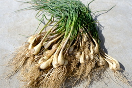 【農薬化学肥料不使用】熊本県南阿蘇村で育てた“らっきょう”約3kg
