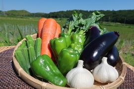栄養たっぷり！夏野菜セット出口農園厳選6品目（約2kg）！！