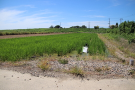 ２０２５　未検査米　新米１００％　彩のかがやき　約５kg（梱包含む）