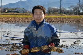 新潟県五泉市産れんこん　2kg