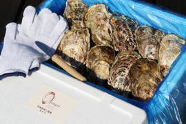 大振りの身が詰まったThe Oyster！【三陸ジオイスター】20個入り