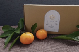 マルホ農園の濃厚正月みかん　5キロ箱【和歌山県有田産みかん】