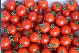 【お買い得】赤系ミニトマトたっぷりセット（2kg）