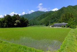 北アルプス山麓で育った自然栽培　天日干し「朝日」玄米3㎏