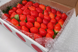 【ご家庭用】宮崎県産 やよいひめ たっぷりBOX｜大小ミックス・朝採り順次発送