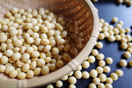 【自然栽培】乾燥大豆「里のほほえみ」4.5kg　〜令和7年・山形県鶴岡産〜