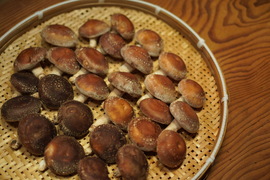 山育ち『原木椎茸』1kg