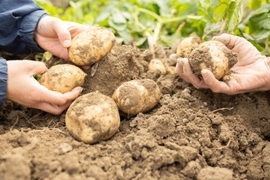 【自然栽培】皮ごと食べられる新じゃが3kg