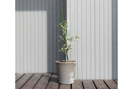 オリーブ 鉢植え 「アザパ」 シンボルツリー 観葉植物
