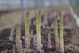 2026春芽！太くてあまーい北海道産アスパラ(1kg )【北海道伊達市ふるさと納税出品商品】