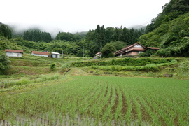 つや姫🌾【玄米10kg】令和8年-弥栄🎌-農薬化学肥料不使用