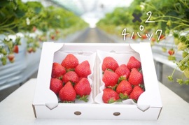 【いちご食べ比べ】苺2品種食べ比べ【270ｇ】4パック