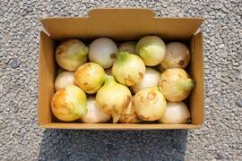 【手島農園｜春のイチオシ】群馬県前橋市産  新玉ねぎ 5キロ