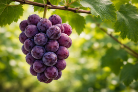 黒ぶどうのパイオニア『新鮮朝採』KOSHUピオーネ1㎏セット（2房程度）