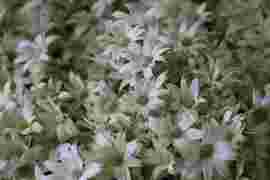 白い花弁にグリーンの縁どり！新鮮なフランネルフラワー(40輪)