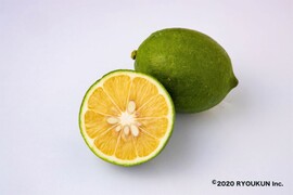 【香り高く酸味まろやか！】国産グリーンマイヤーレモン(3kg）