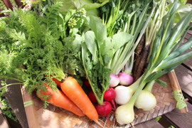 てんとうむしばたけがお届けする旬の有機野菜セット8~9品＜有機JAS認証＞