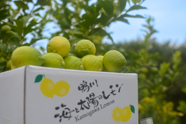 【食べて実感！まろやかな酸味】農薬最小限の鴨川レモン 秀品3kg