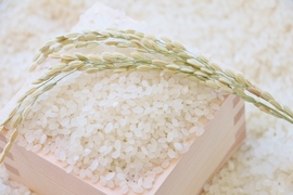 【令和7年産】訳あり　新潟県産にじのきらめき(10kg)