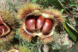 【甘い銀寄栗 甘みを上げた氷温貯蔵の栗】　自然栽培の栗　900g