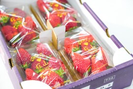 【食べ比べ】【いばらキッス・ひたち姫・やよいひめ】茨城県産いちご ４パック×１箱「食べチョクいちごグランプリ2026 」味わい部門「ザ・ジューシー賞」受賞【やよいひめ】含む