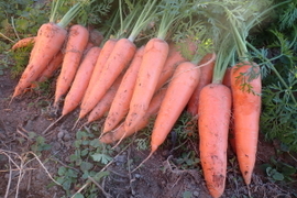 【化学農薬・化学肥料不使用】赤城の寒締めニンジン 4.0kg・20～30本