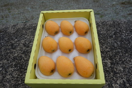 【期間限定、最終出荷直前にて完熟で！】採りたて新鮮が一番美味しい！甘さ濃～い！長崎産露地びわ「千々（ちぢ）んびわ」なつたより大玉2L～3Lサイズを食べきり６００ｇ箱（９～１２玉）にてお届け