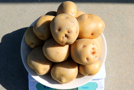Mサイズ【キタアカリ】3kg/箱　アルギット農法（M=70～120g/粒）