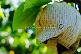 ✴︎限定✴︎【新高】5kg 特大５玉入【贈答用】　しっかり甘い＊食べ応えも大満足＊男性に人気！！庄内甘熟梨 　即日発送