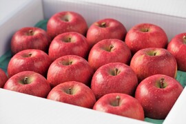 りんご ひろさきふじ（早生ふじ） りんごの王様ふじ系人気品種！ 20～16個程度（5kg程度）