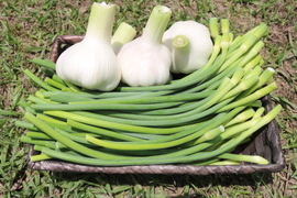 【季節限定】くわはら農園の生にんにく(嘉定種)中玉(Lサイズ直径6-7cm)1kg(11前後)とにんにくの芽1kg