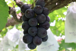 【無添加】お試しください！農家が作った味の濃い『ニューピオーネ』のドライフルーツ　1袋　(20g×4袋入)