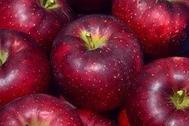 秋映　ミニ小玉ちゃん約１６玉（2.5㎏）
真紅色が異彩を放つ、信州生まれのりんご
ミニサイズのかわいいりんごをバラづめでお届け
丸かじりでどうぞ