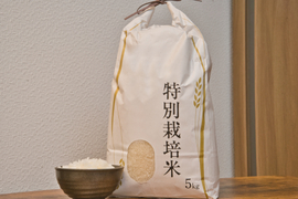 希少品種✩.*˚(令和5年産)北海道産 特別栽培米 きたくりん5kg(精米)