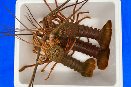 「伊勢海老」300ｇ～500ｇサイズを３匹か4匹合計1キロ弱