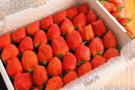 トクトク🍓いちごの宝石箱
朝摘み完熟❤️酵素栽培のこだわりいちご
【いちご食べ比べ】