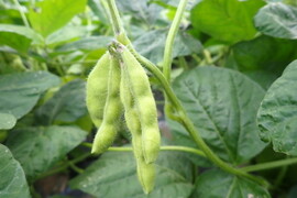 【冷蔵便】赤城の枝豆 1.5kg※群馬県特別栽培農産物基準準拠