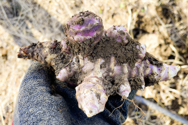 【産直 土付き】宮城県産 菊芋1kg  紅菊芋 自然栽培 栽培中農薬不使用 赤菊芋 生きくいも 生食