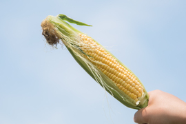 ※予約販売※【夏ギフト】【朝採り】甘さ爆発！弾けるとうもろこし　黄色のみ8本 『Re.FOODS The Morokoshi』