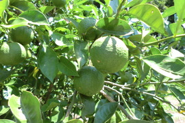 【希少】種なしカボス　農薬不使用　5キロ　香り高く爽やかでまろやかな酸味