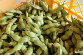 【規格外・加工用】◎自然栽培◎山形県鶴岡特産「茶豆えだまめ」1kg