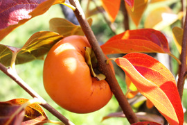 【富有柿】3.5kg  (10玉〜14玉)【A品】【高糖度】