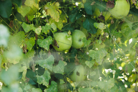 絶対死にたくないりんご