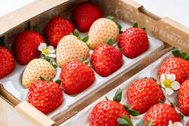 ✨️🏆[全国いちご品評会銀賞]🍓✨️奈良ブランド苺「古都華と旬のいちごの食べ比べ」【ギフト対応可】