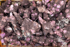 【日持ち◎土つきで届け！】生菊芋  紅菊芋1kg 宮城県産 シャキシャキ食感 生きくいも 菊芋 赤菊芋 栽培中農薬不使用  自然栽培 化学肥料不使用 キクイモ きくいも 皮ごと食べれる 生食