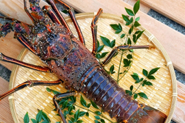 【特大1尾】宮崎産天然伊勢エビ｜800〜890g（刺身に最適）