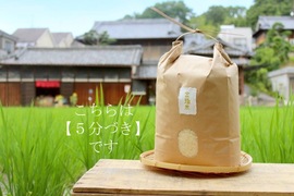 【金鵄米/５分づき/10kg】冷めても美味しいヒノヒカリ2022年産きんしまい 熨斗対応可
