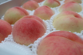 あら川の桃 品種おまかせ 大箱(10~15玉)